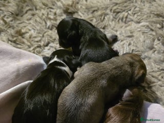 Chihuahua dogs 4 chihuahua girls - Advert 1