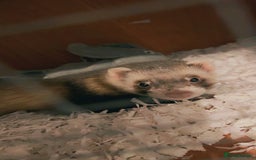 Ferret rodents for sale: Male ferret  - Image 1