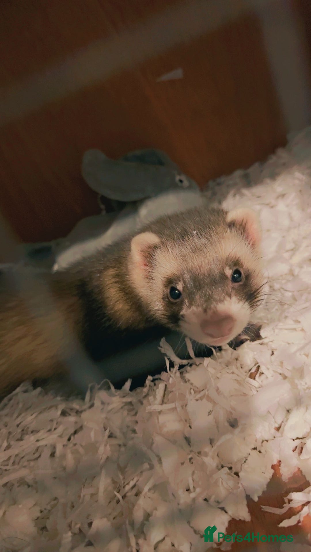 Ferret rodents for sale: Male ferret  - Image 1