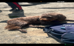 Cockapoo dogs for sale: Mother and daughter looking for new home  - Advert 3