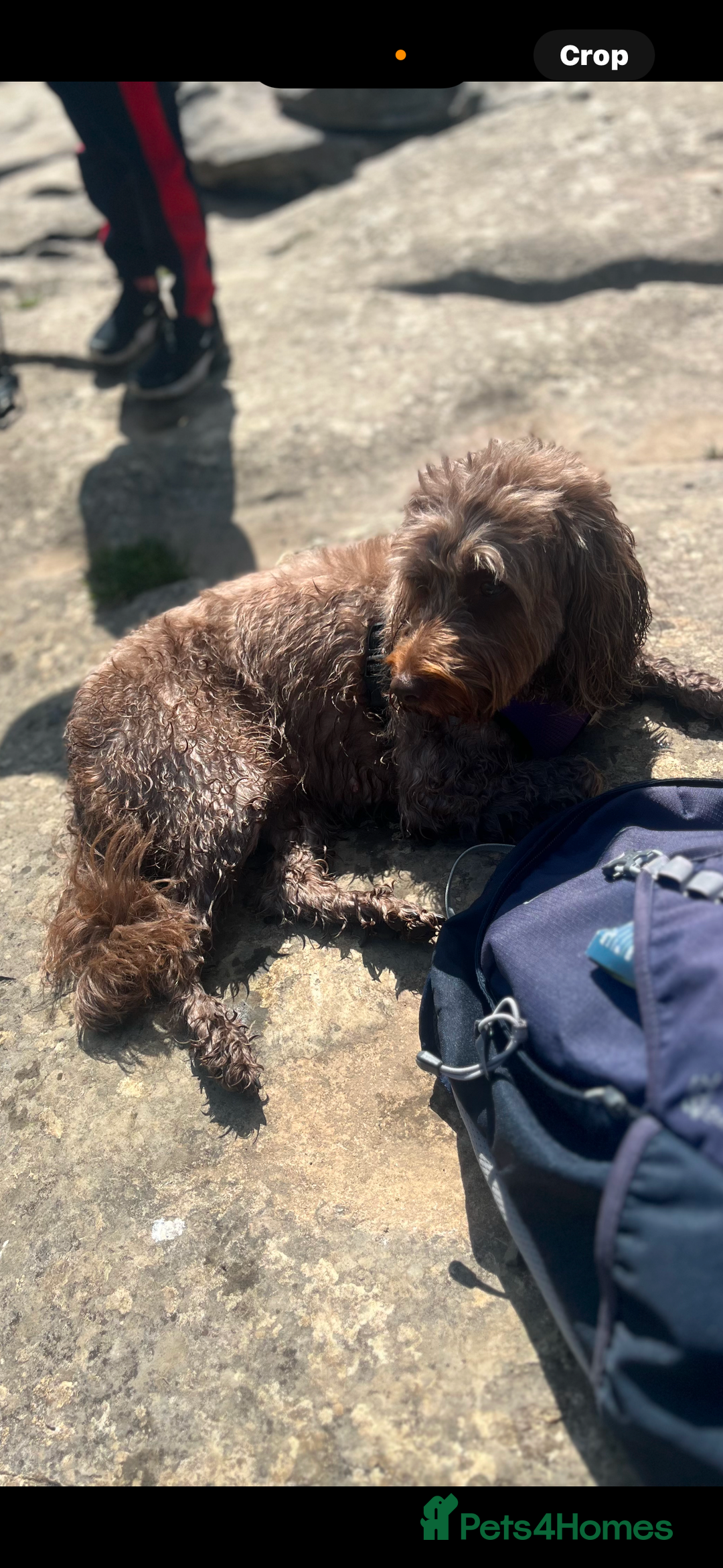 Cockapoo dogs for sale: Mother and daughter looking for new home  - Advert 3