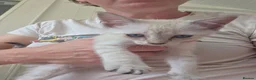 Snowshoe cats for sale: Rare TICA registered Snowshoe kittens - Advert 24