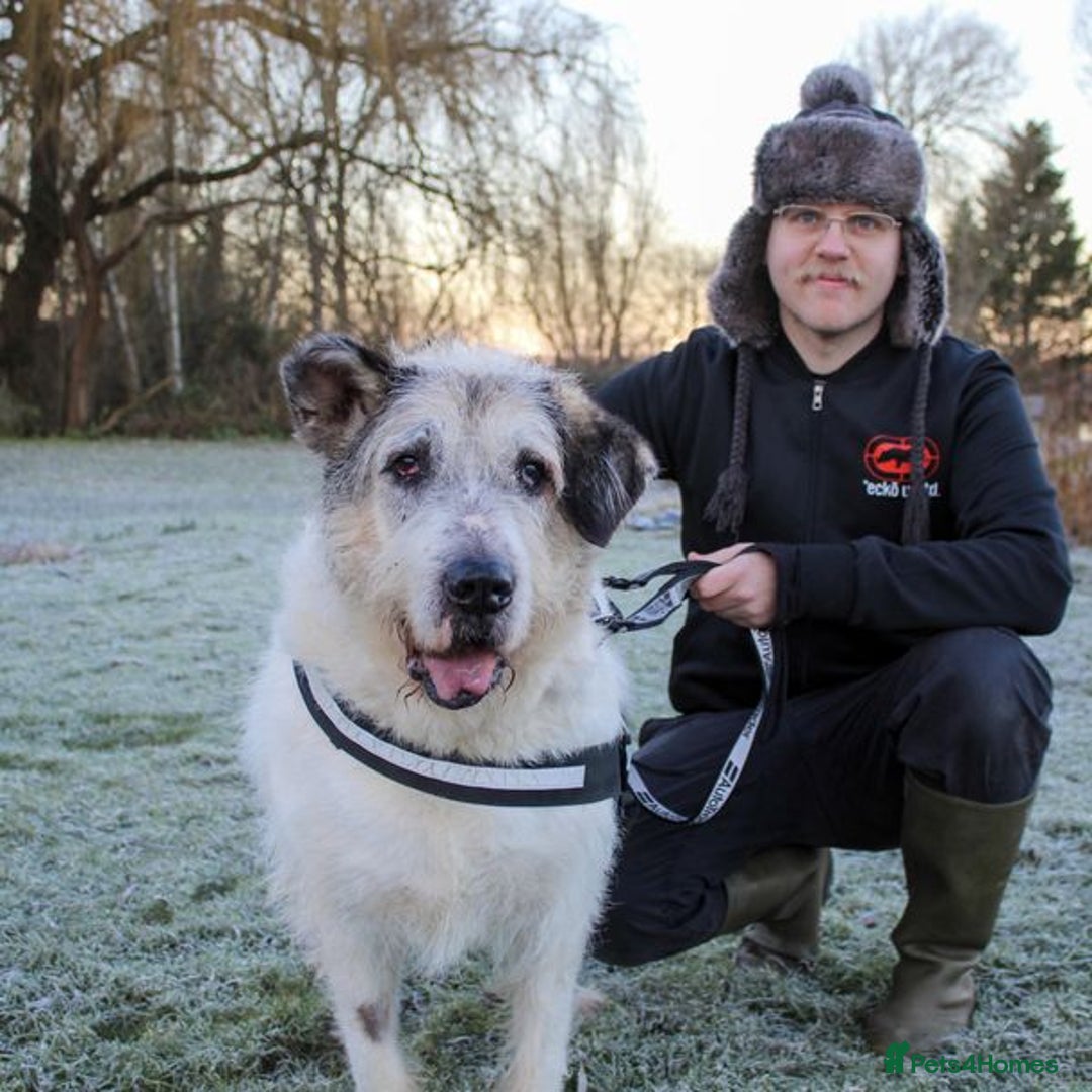 Mixed Breed dogs for adoption: Ted is 15 years young, sadly in need of a home!  - Advert 7