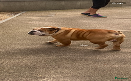 English Bulldog dogs for stud: Exceptional Ch Bloodline RICATORI ROMAN KING - Image 3