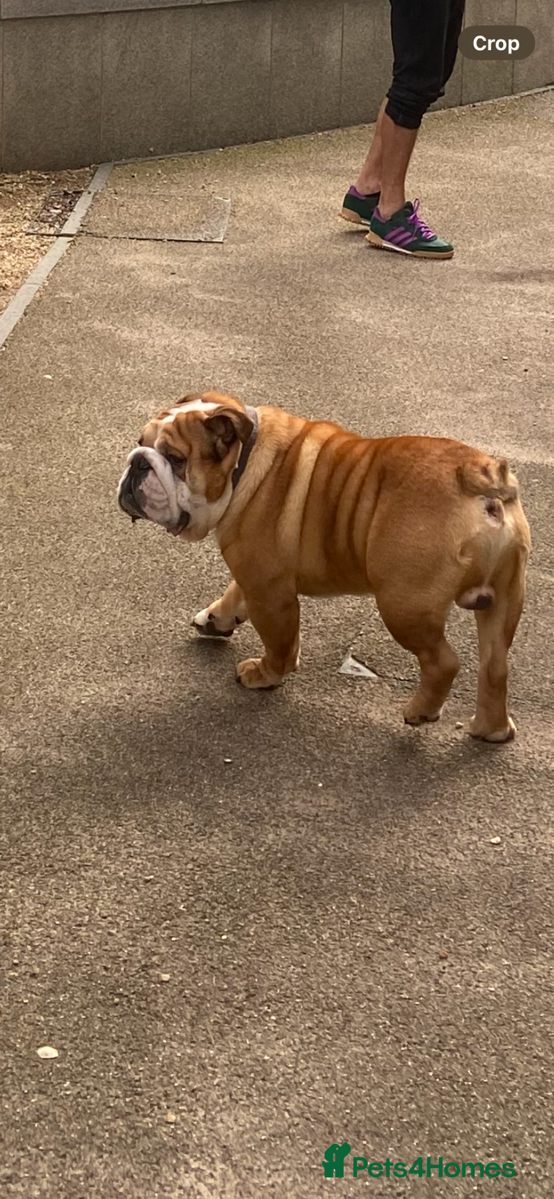 English Bulldog dogs for stud: Exceptional Ch Bloodline RICATORI ROMAN KING - Image 3