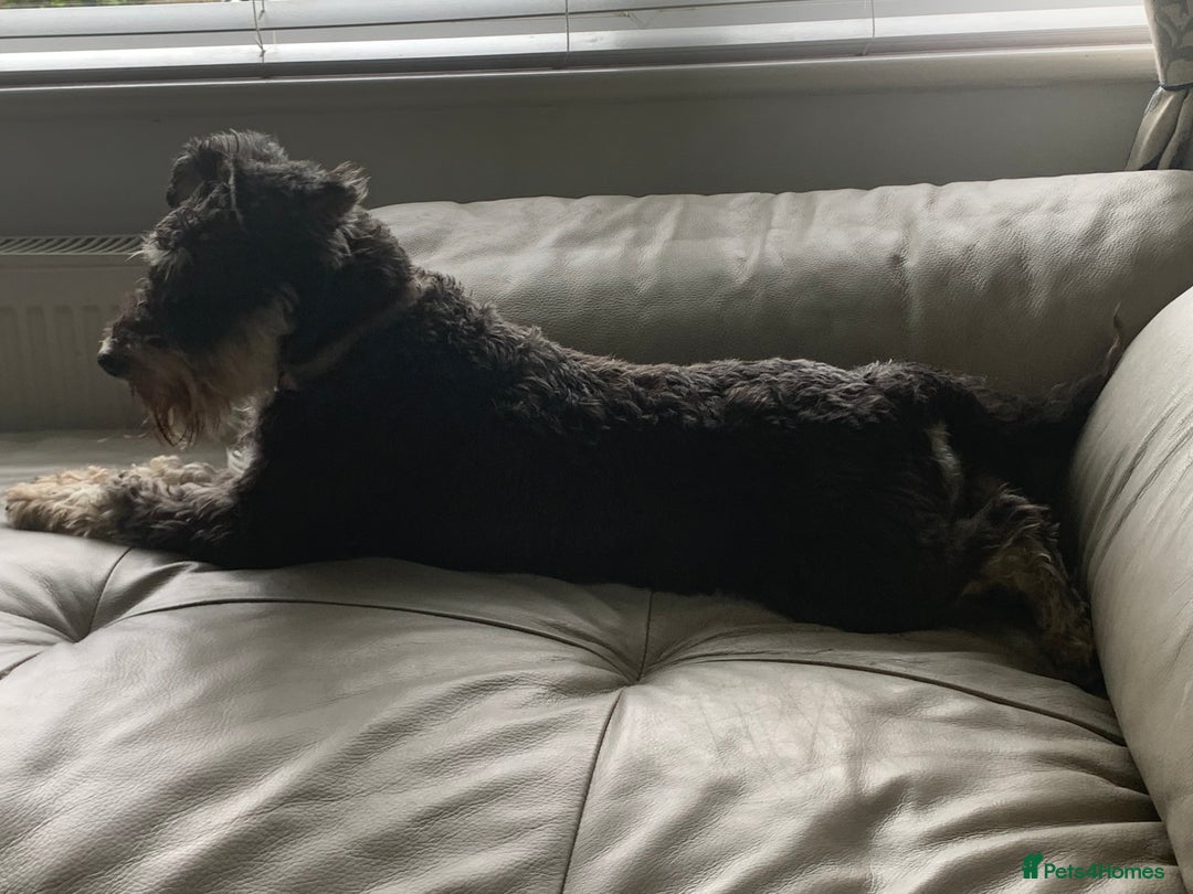 Miniature Schnauzer dogs for sale: KC Mini Schnauzer/Vaccinated Ready for walks - Image 8