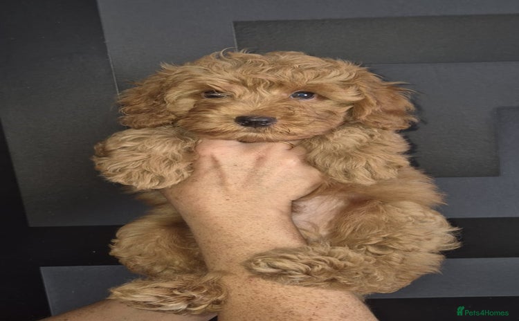 Cockapoo dogs - Advert 1