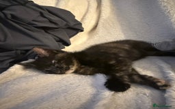 Mixed Breed cats for sale: Female kitten  - Image 6