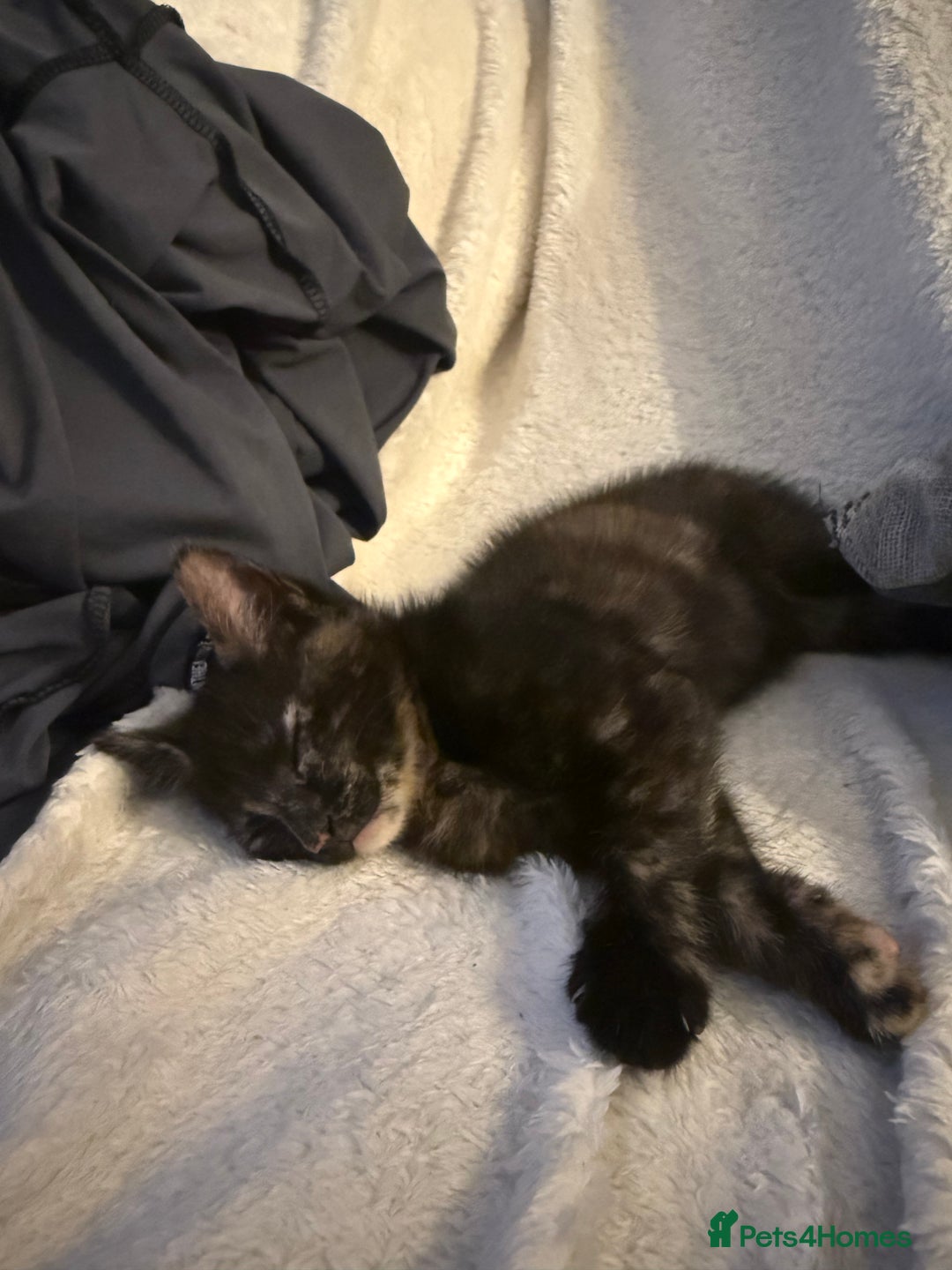 Mixed Breed cats for sale: Female kitten  - Image 6