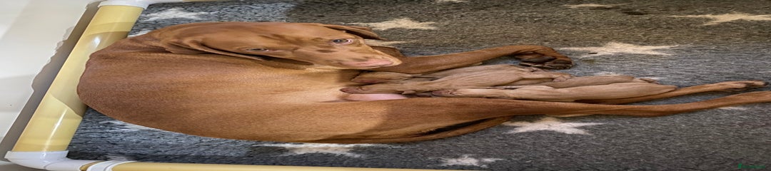 Hungarian Vizsla Puppy 6