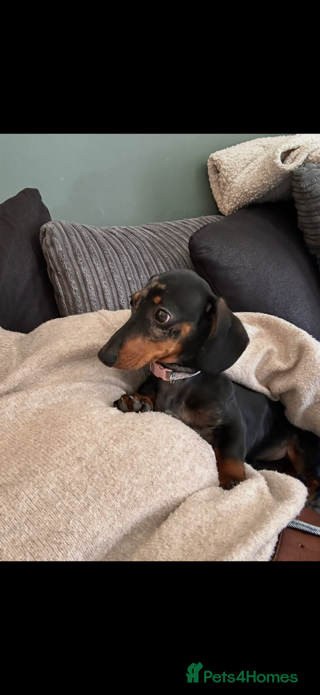 Miniature Dachshund dogs for sale: 1 year old female mini dachshund  - Advert 3