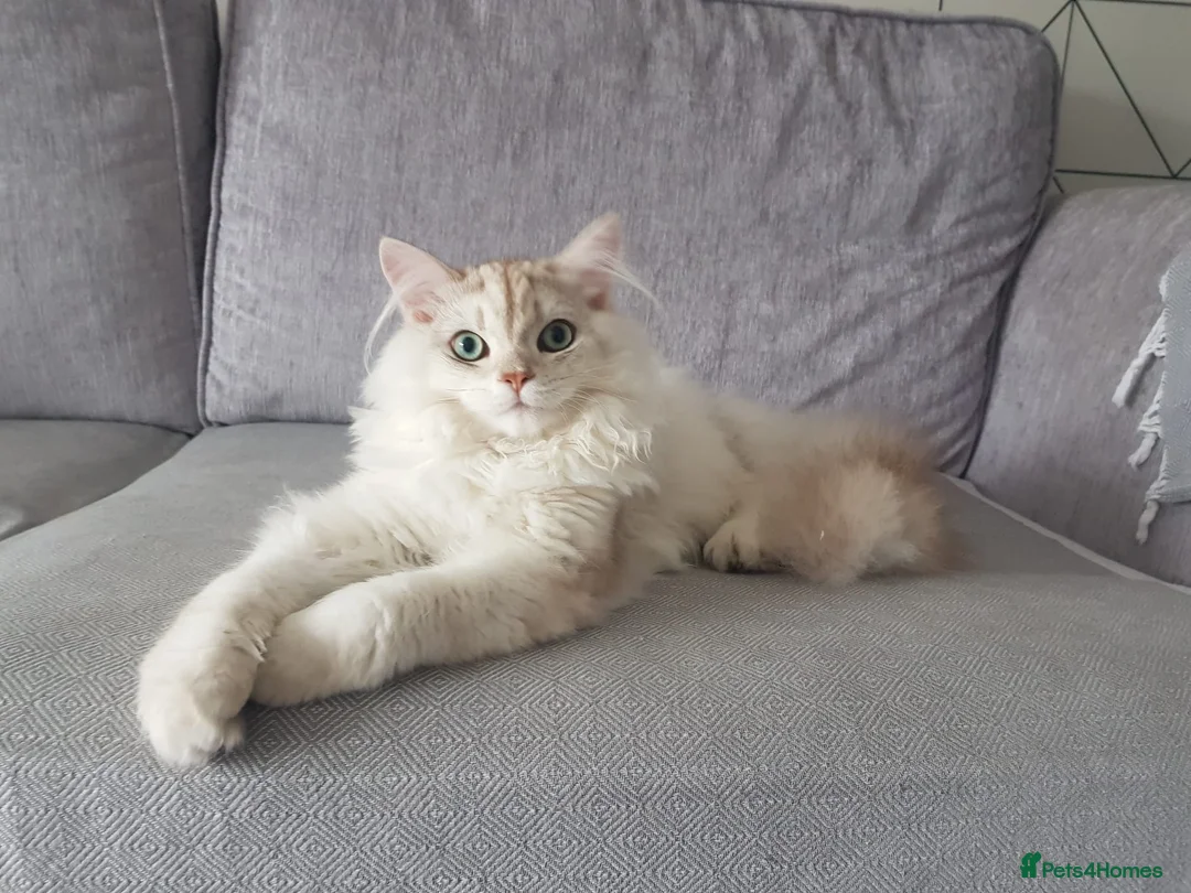 British Longhair cats for sale: Gentlest British Longhair male super friendly! - Advert 1