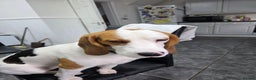 Beagle dogs for sale: Barnie - Advert 1