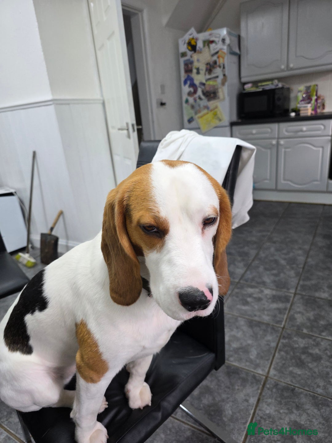 Beagle dogs for sale: Barnie - Advert 1