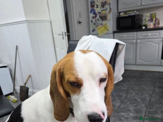 Beagle dogs Barnie - Advert 1