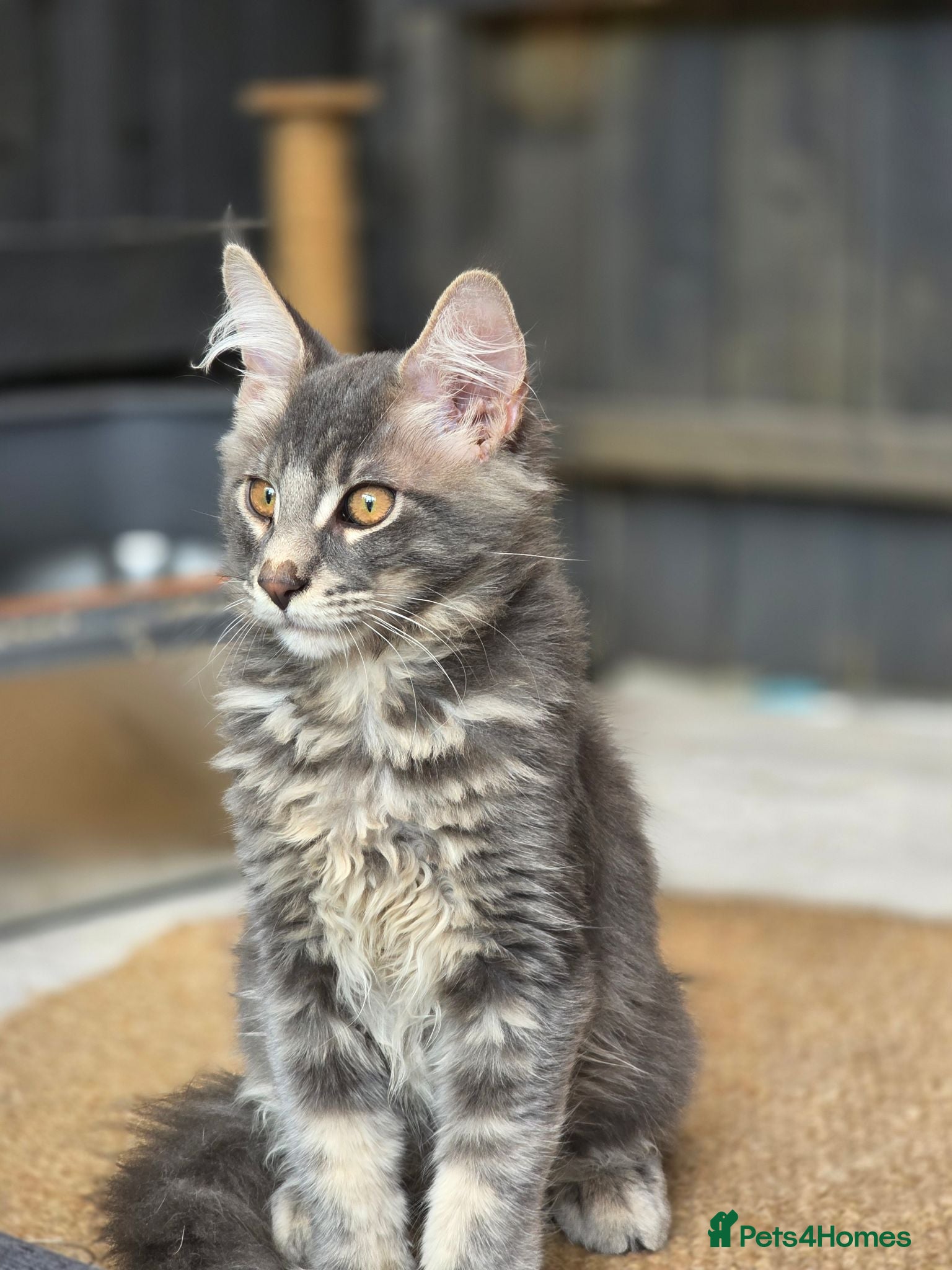 Maine Coon cats ❤️ TICA Registered Maine Coon Kittens Ready Now ❤️ - Advert 2