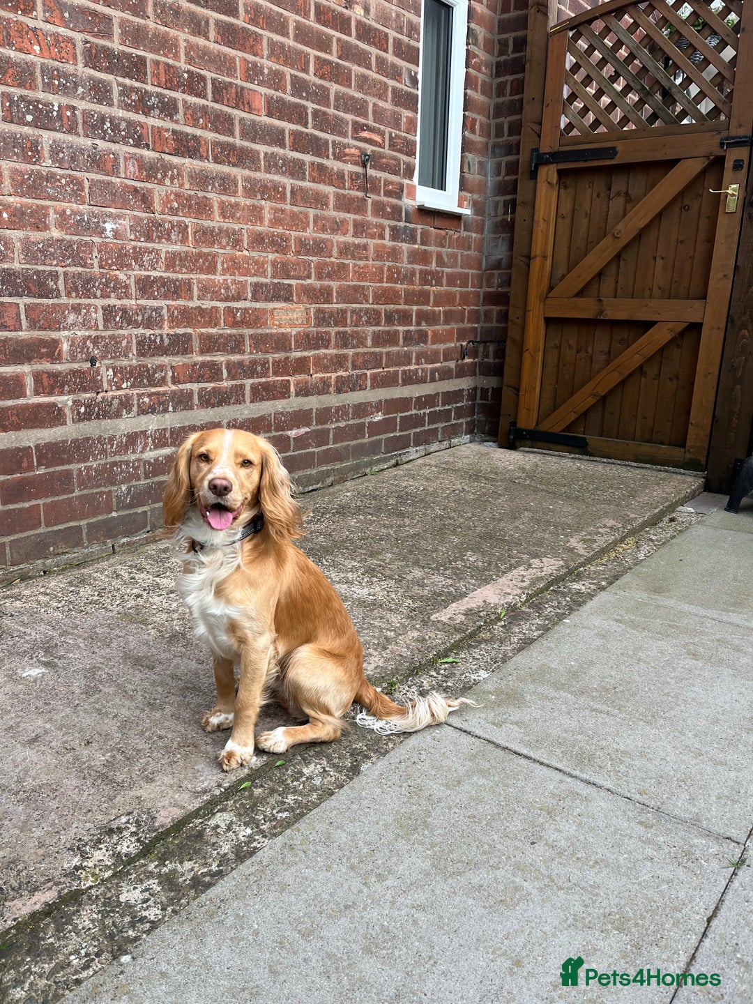 Cocker Spaniel dogs for stud: cocker spaniel for stud in Telford - Advert 4