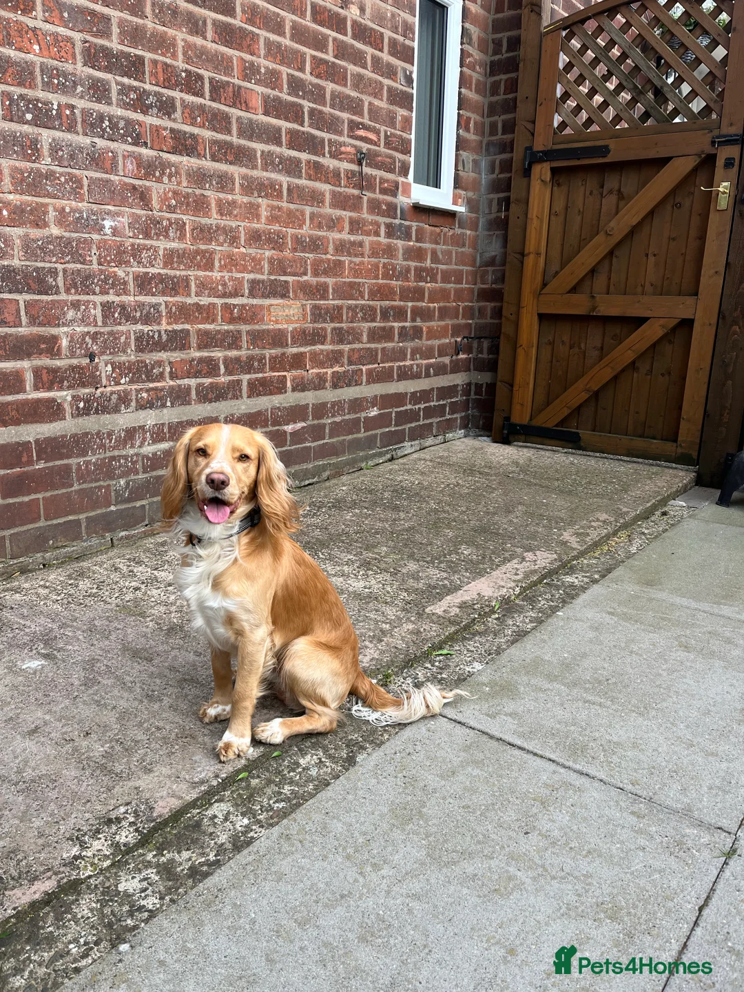 Cocker Spaniel dogs for stud: cocker spaniel for stud in Telford - Advert 4