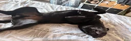 Mixed Breed dogs for sale: 6 month old Labrador crossed with French bulldog  in Manchester - Advert 4