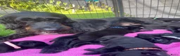 Labradoodle dogs for sale: Labrador x poodle Puppy looking for home!  - Advert 34