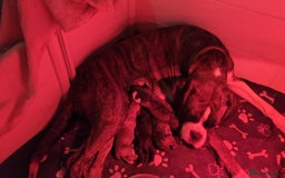 Boxer dogs for sale: Kc reg boxer pups for sale  - Image 8