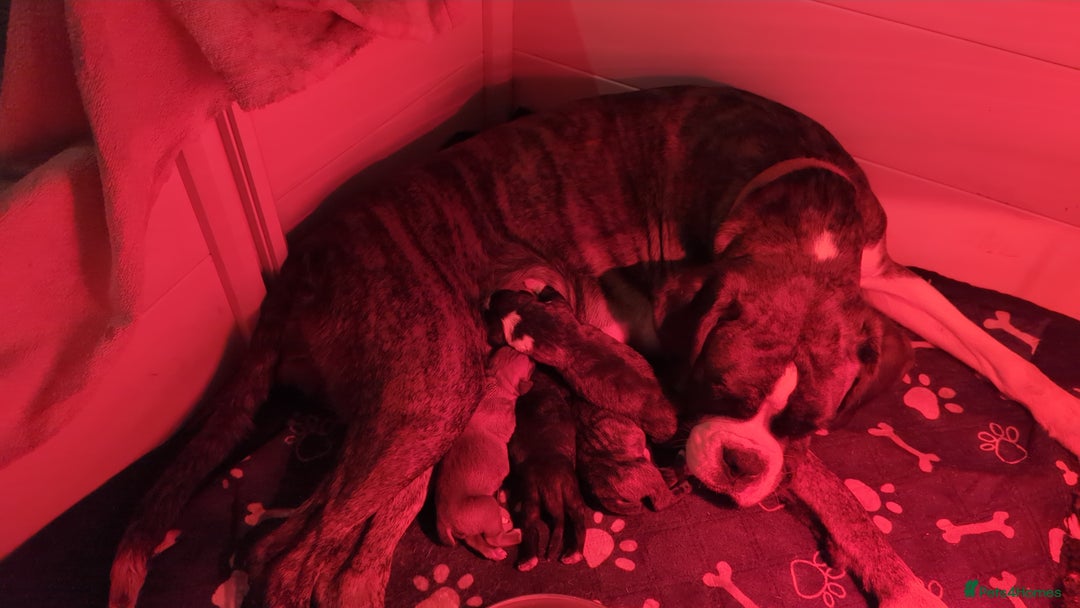 Boxer dogs for sale: Kc reg boxer pups for sale  - Image 8