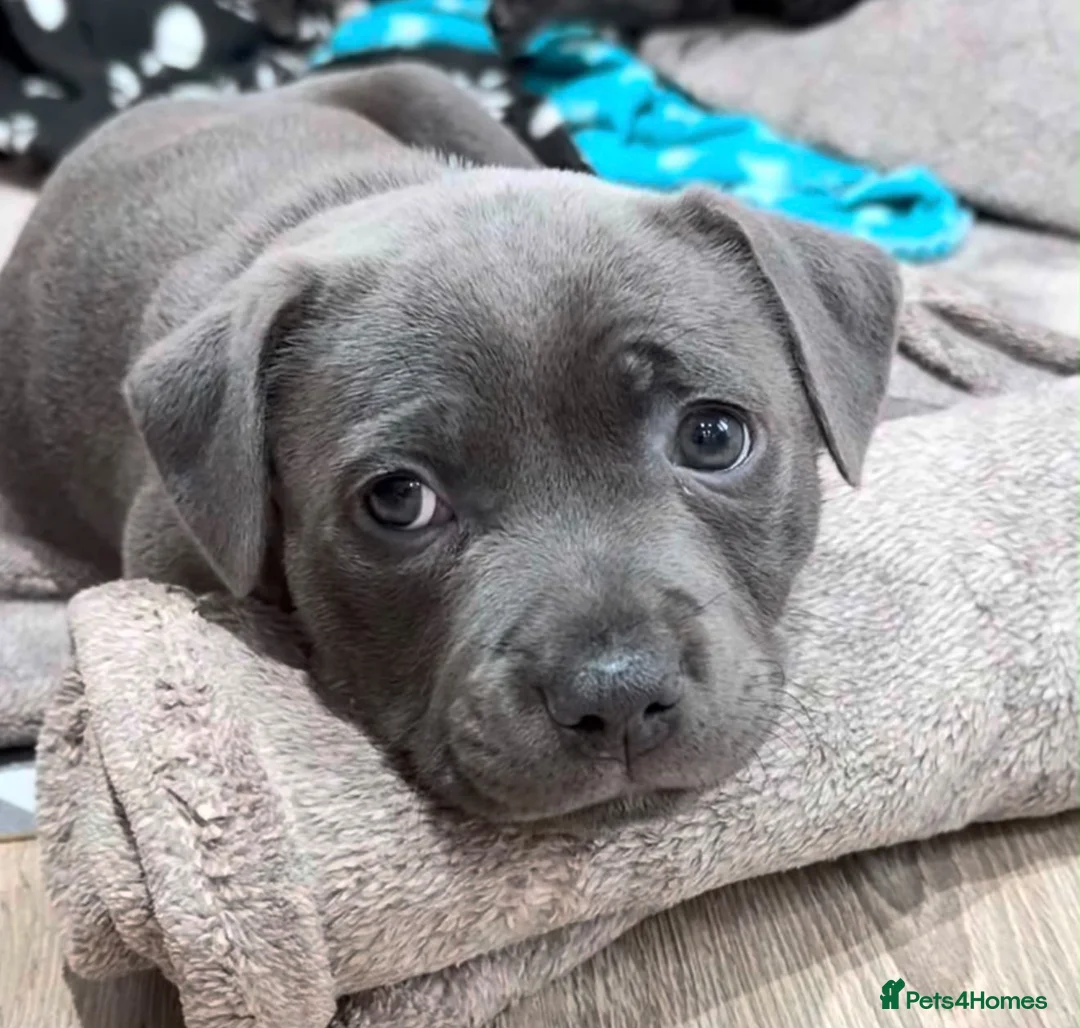 Staffordshire Bull Terrier dogs for sale: Blue Male Staffordshire Bull Terrier in Manchester - Advert 5