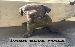 Labrador Retriever dogs for sale: KC Registered Black and Yellow Labrador puppies - Image 6
