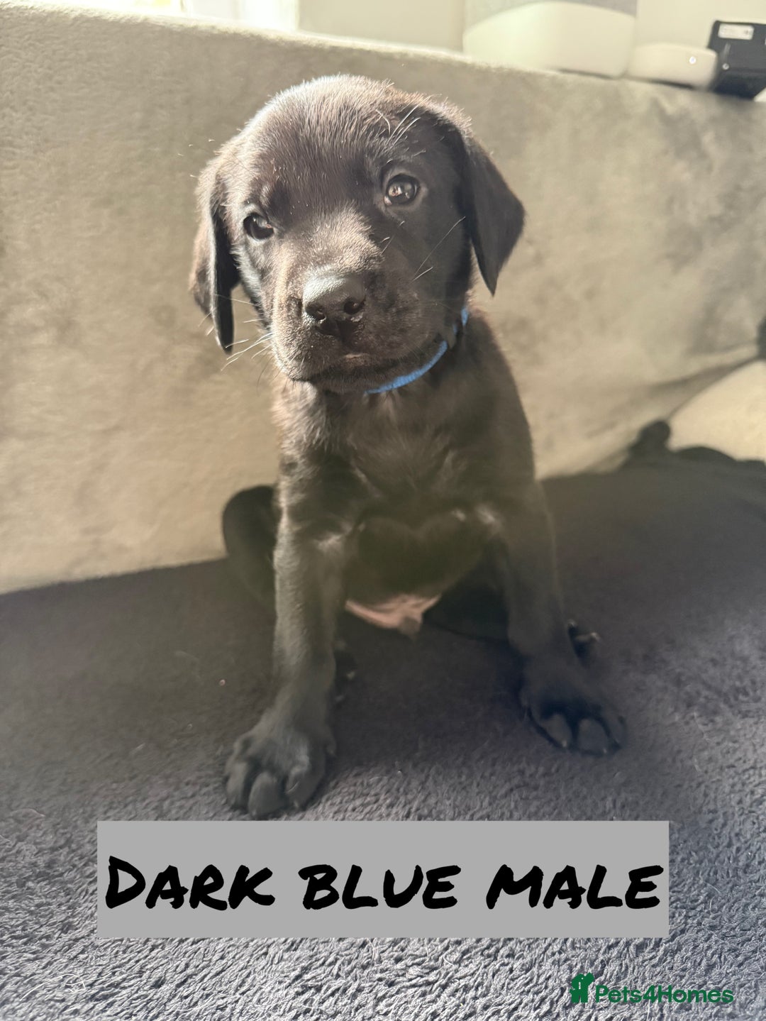Labrador Retriever dogs for sale: KC Registered Black and Yellow Labrador puppies - Image 6