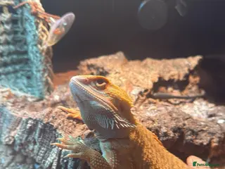 Bearded Dragon reptiles Relocation - Advert 4