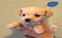 Chipoo dogs for sale: Chihuahua cross poodle puppies  - Image 6