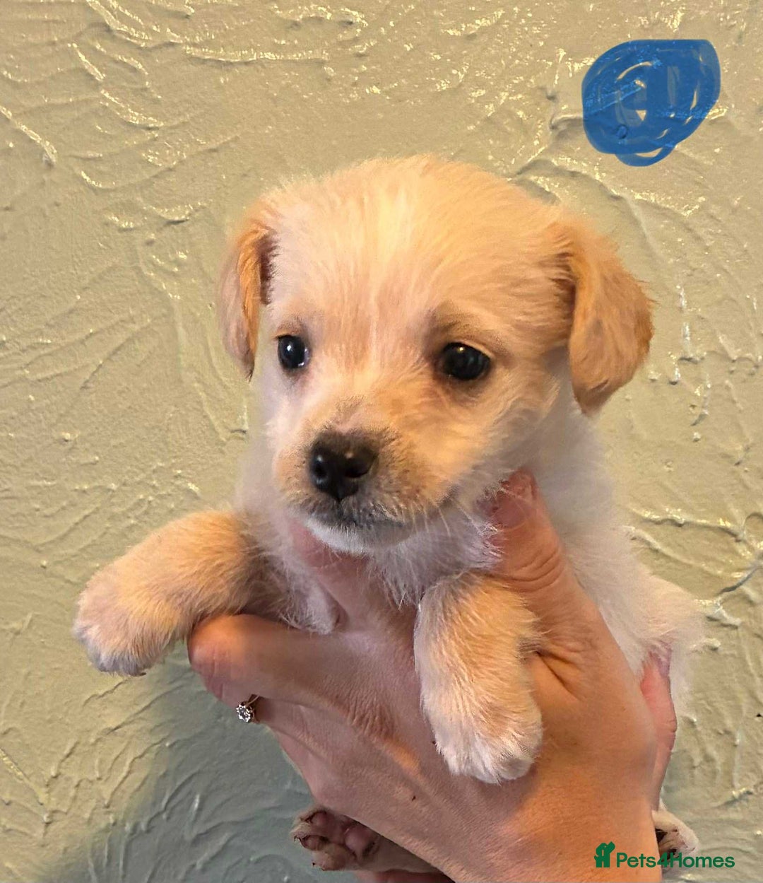 Chipoo dogs for sale: Chihuahua cross poodle puppies  - Image 6