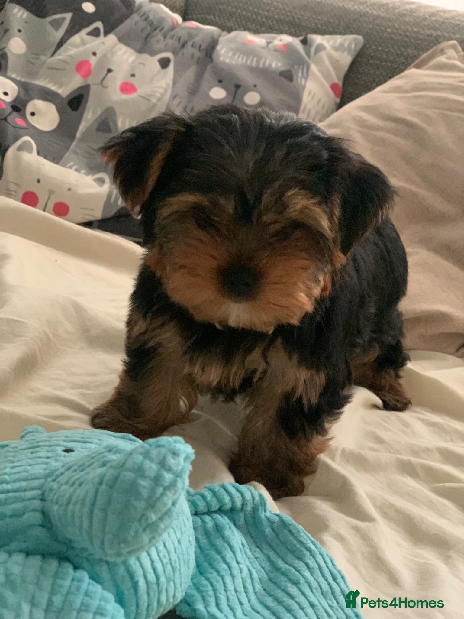 Yorkshire Terrier dogs Puppy boy  - Advert 14