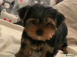 Yorkshire Terrier dogs Puppy boy - Advert 1
