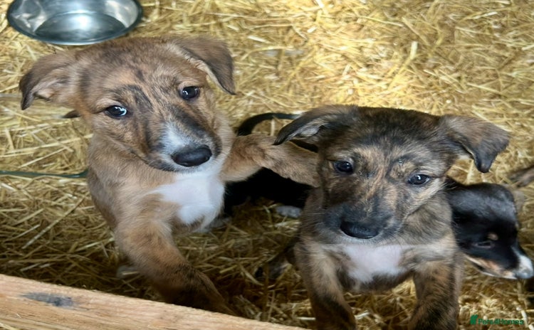 Mixed Breed dogs - Advert 2