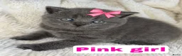 British Shorthair cats for sale: ✨  1 left Quality gccf British Shorthairs  - Advert 11