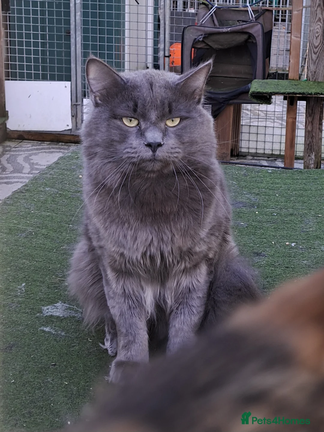 Siberian cats for stud: Blue reg, health tested Classic Siberian for STUD - Advert 6