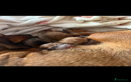 Miniature Dachshund dogs for sale: two gorgeous miniature dachshund puppies - Image 6