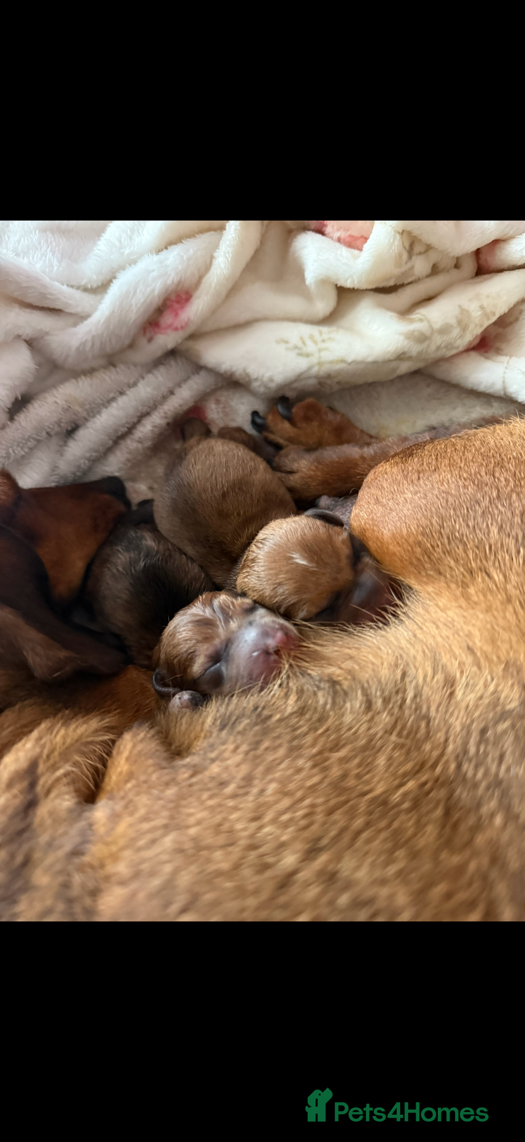 Miniature Dachshund dogs for sale: two gorgeous miniature dachshund puppies - Image 6