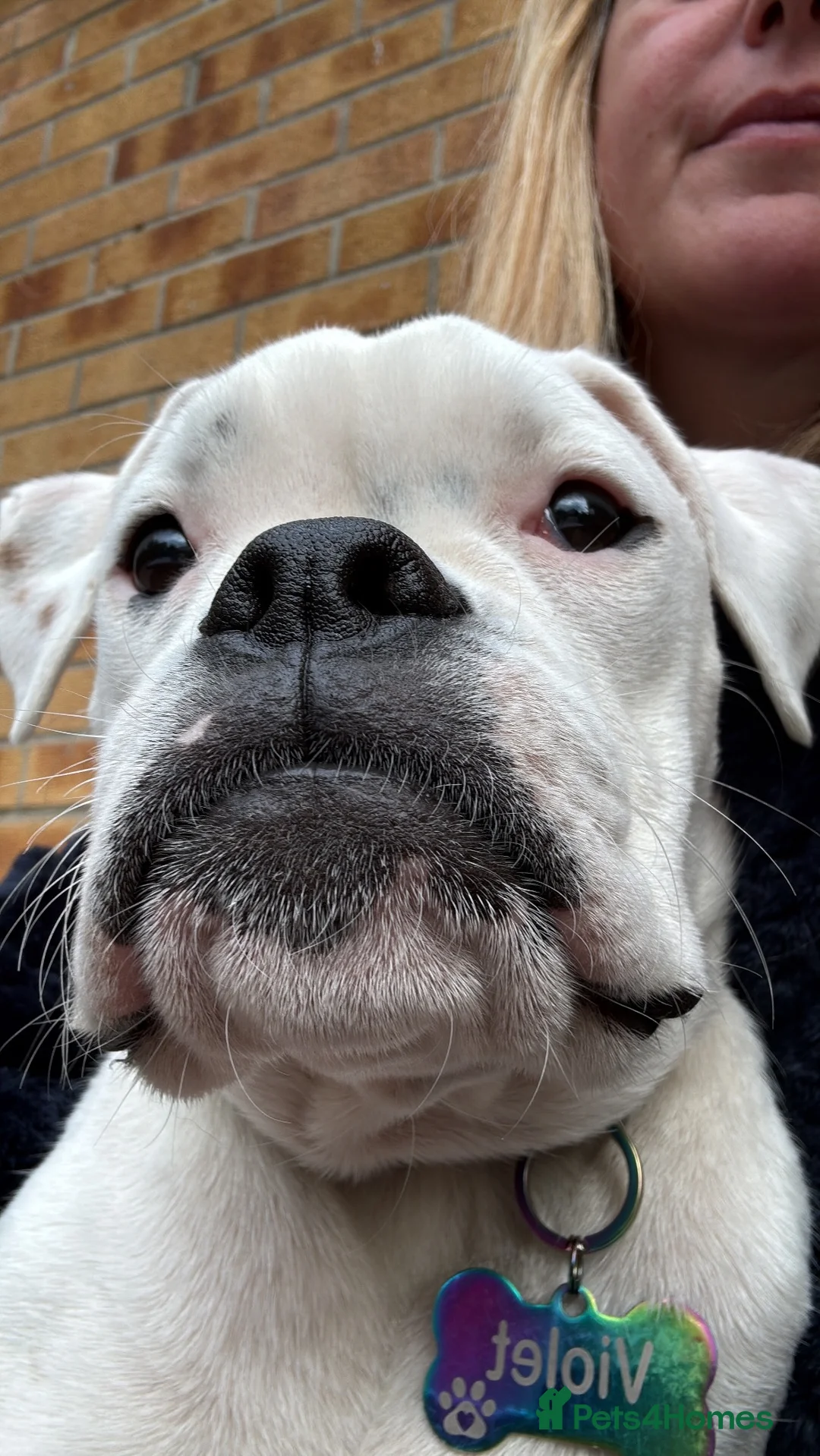Boxer dogs for sale: Beautiful 6 month old boxer girl re home  - Advert 1