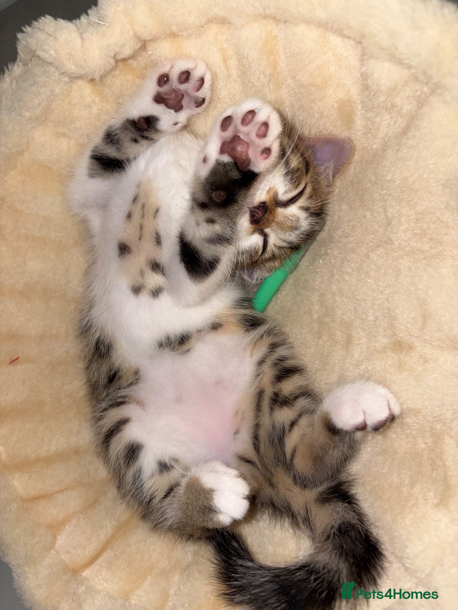 Bengal cats Beautiful Bengal mixed kitten🐆ready now!  - Advert 2