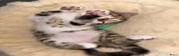 Bengal cats for sale: Beautiful Bengal mixed kitten🐆ready now!  - Advert 1