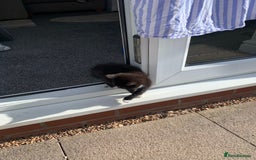 Mixed Breed cats for sale: Beautiful Female Kitten Looking for Forever Home - Image 5