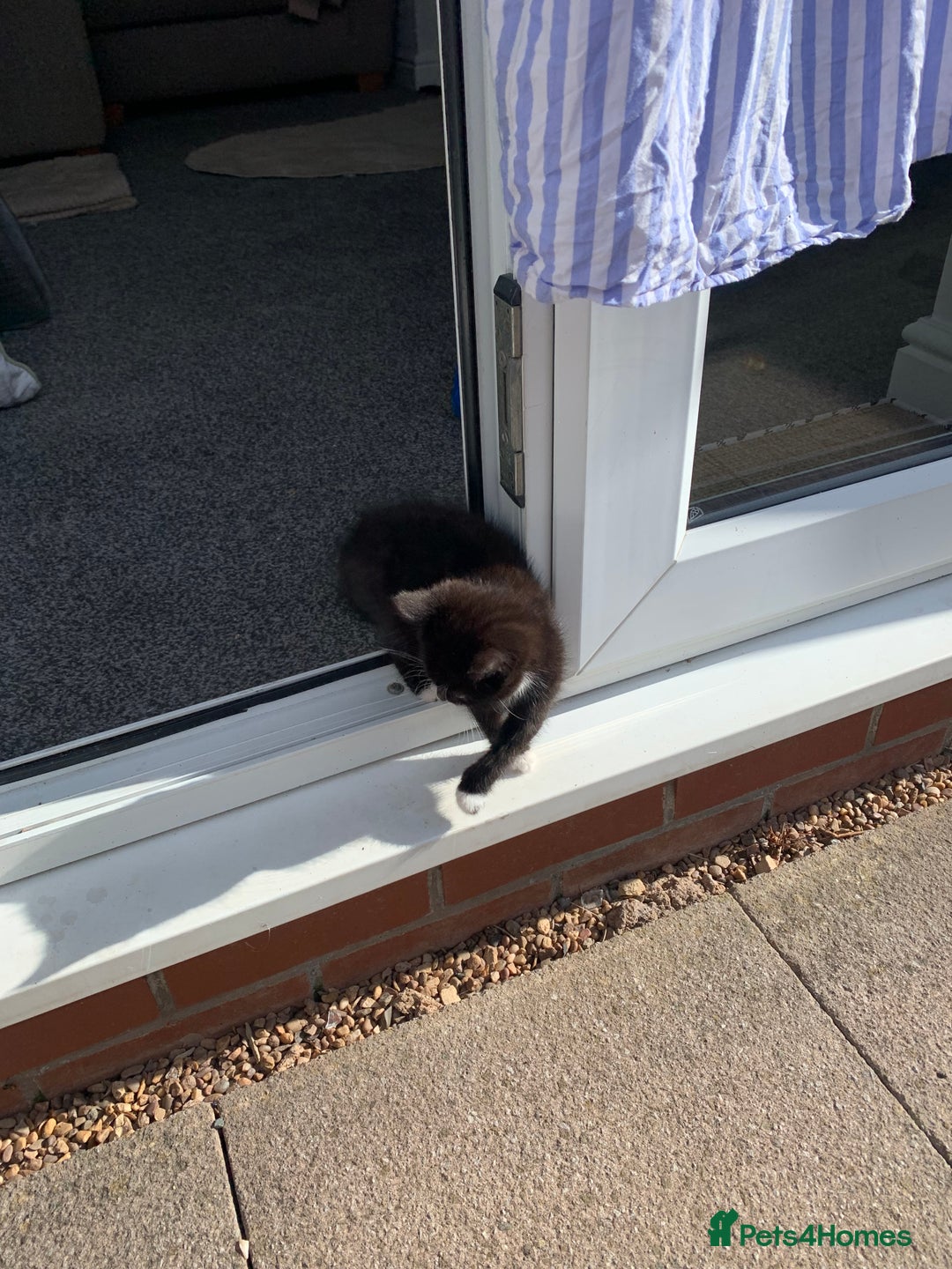 Mixed Breed cats for sale: Beautiful Female Kitten Looking for Forever Home - Image 5