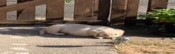 Golden Retriever dogs for sale: White retriever ( golden retriever) - Advert 7