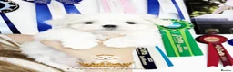 Maltese dogs for sale: Tiny KC Reg. Korean Maltese- CH line show dogs! - Advert 39