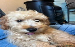 Cavachon dogs for sale: Cavavapoochon boy  - Image 2