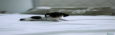 Miniature Dachshund 1