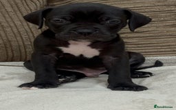 Cane Corso dogs for sale: Cane Corso Puppies for Sale - Image 2