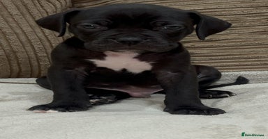 Cane Corso dogs - Advert 3
